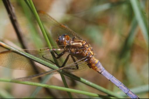 Free Stock Photo of DRAGONFLY