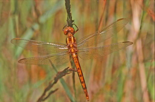 Free Stock Photo of DRAGONFLY