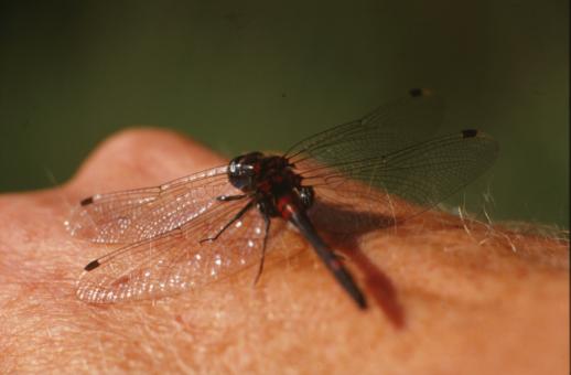 Free Stock Photo of DRAGONFLY