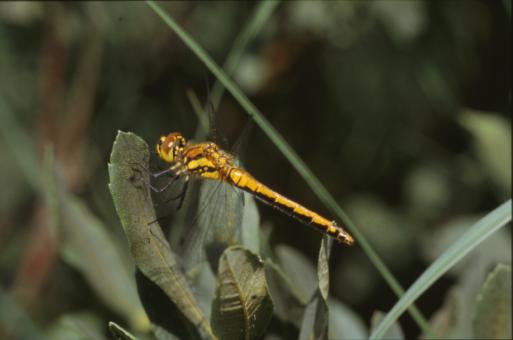 Free Stock Photo of DRAGONFLY