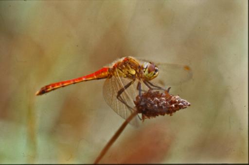 Free Stock Photo of DRAGONFLY