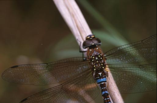 Free Stock Photo of DRAGONFLY