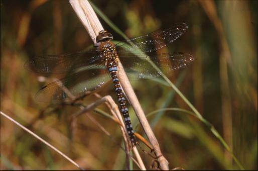 Free Stock Photo of DRAGONFLY