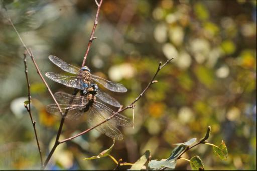 Free Stock Photo of DRAGONFLY
