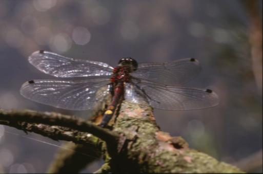 Free Stock Photo of DRAGONFLY