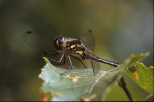Free Stock Photo of DRAGONFLY