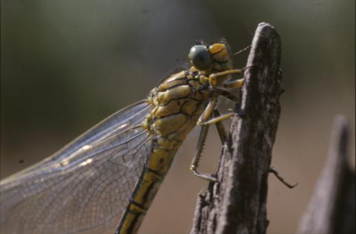 Free Stock Photo of DRAGONFLY