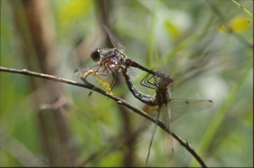 Free Stock Photo of DRAGONFLY