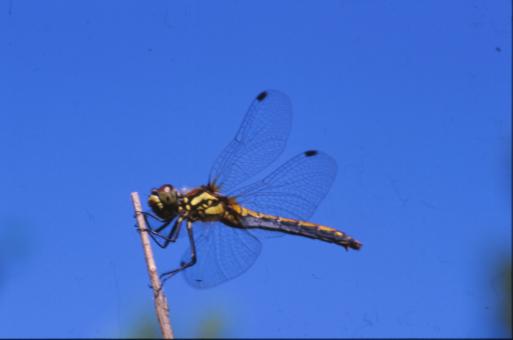 Free Stock Photo of DRAGONFLY
