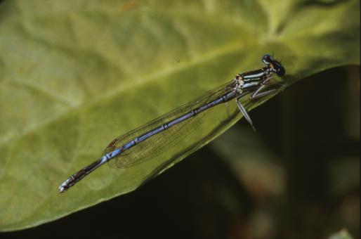 Free Stock Photo of DRAGONFLY