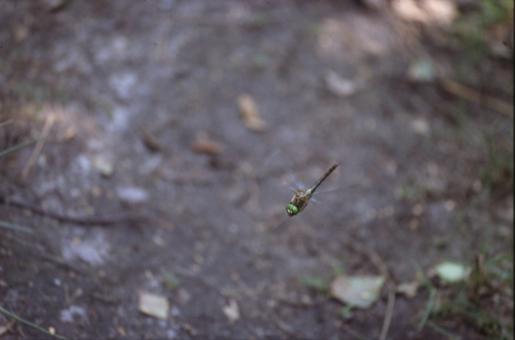 Free Stock Photo of DRAGONFLY