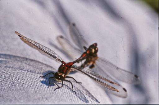 Free Stock Photo of DRAGONFLY