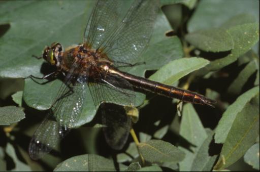 Free Stock Photo of DRAGONFLY
