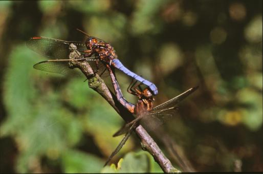 Free Stock Photo of DRAGONFLY