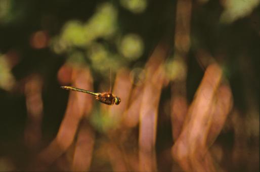 Free Stock Photo of DRAGONFLY