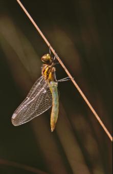 Free Stock Photo of DRAGONFLY