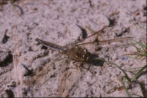 Free Stock Photo of DRAGONFLY