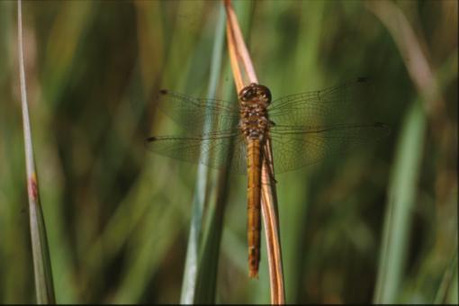 Free Stock Photo of DRAGONFLY