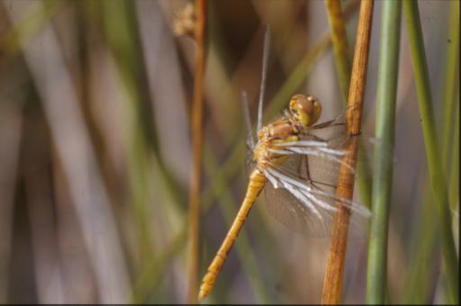 Free Stock Photo of DRAGONFLY