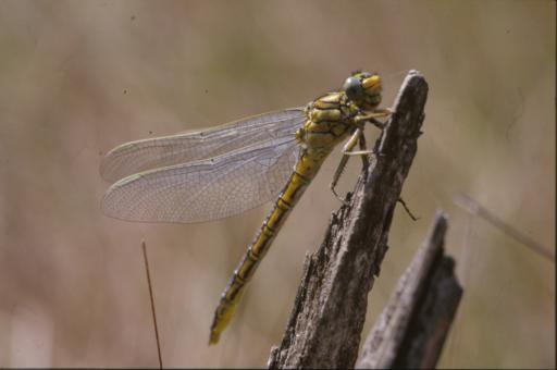 Free Stock Photo of DRAGONFLY