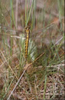 Free Stock Photo of DRAGONFLY