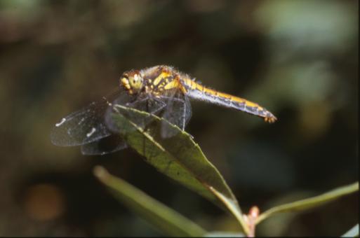 Free Stock Photo of DRAGONFLY