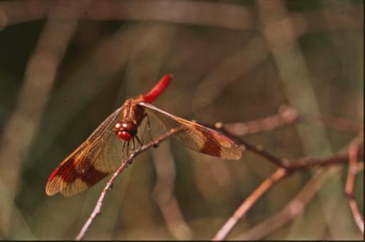Free Stock Photo of DRAGONFLY