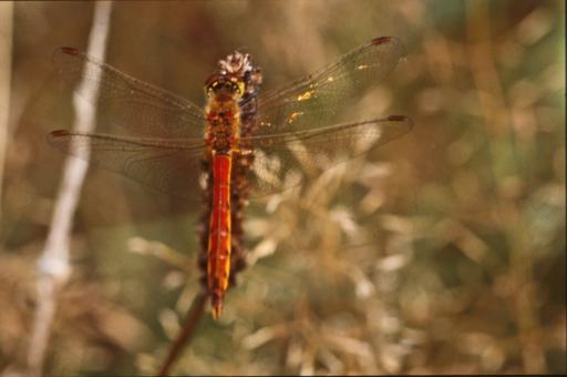 Free Stock Photo of DRAGONFLY