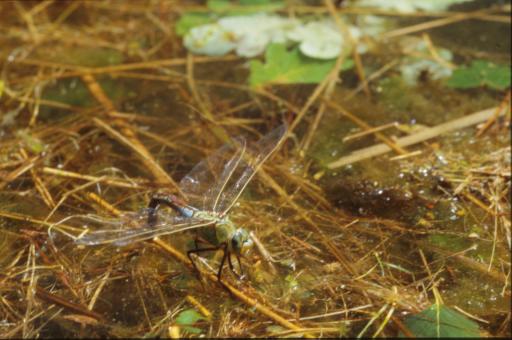 Free Stock Photo of DRAGONFLY