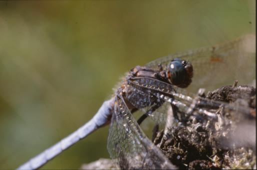 Free Stock Photo of DRAGONFLY