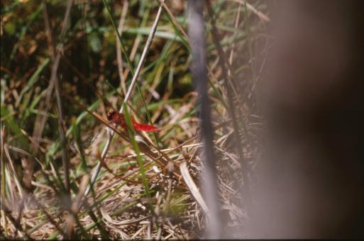 Free Stock Photo of DRAGONFLY