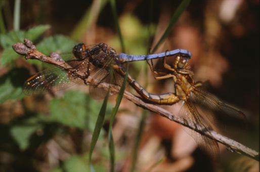 Free Stock Photo of DRAGONFLY