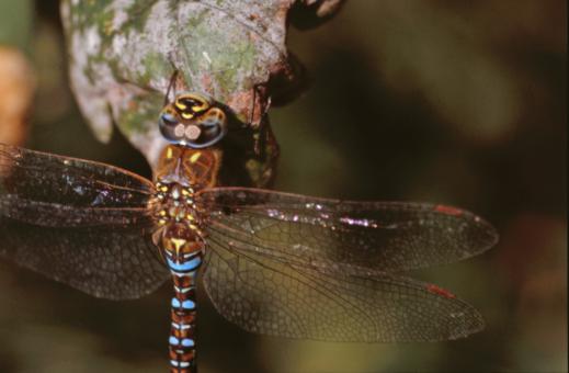 Free Stock Photo of DRAGONFLY