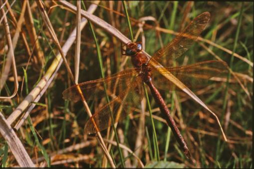Free Stock Photo of DRAGONFLY