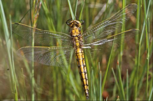 Free Stock Photo of DRAGONFLY