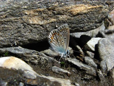 Free Stock Photo of Butterfly