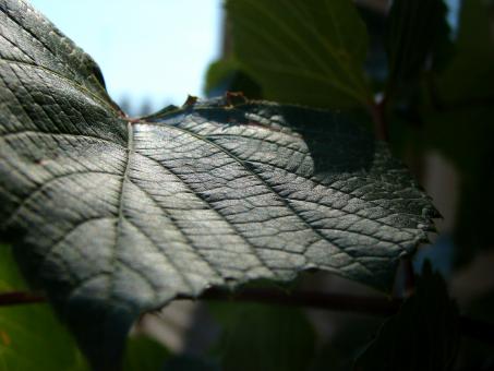 Free Stock Photo of Vine Leaf