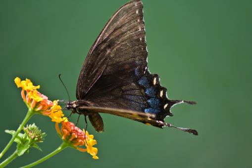Free Stock Photo of Butterflies and Flowers