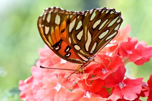 Free Stock Photo of Butterflies and Flowers