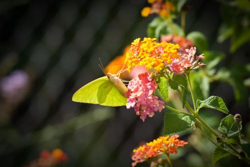 Free Stock Photo of Butterflies and Flowers