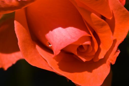 Free Stock Photo of Flowers in the Garden