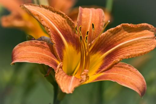 Free Stock Photo of Flowers in the Garden