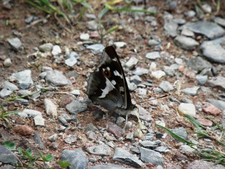 Free Stock Photo of Butterfly Apatura iris