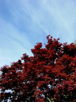 Free Stock Photo of Fall