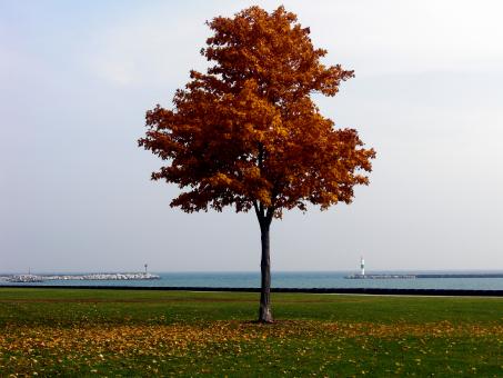Free Stock Photo of Fall