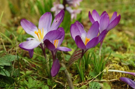 Free Stock Photo of Crocus Flower