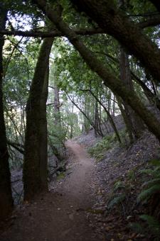 Free Stock Photo of Hiking Trail