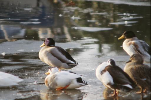 Free Stock Photo of Group of ducks
