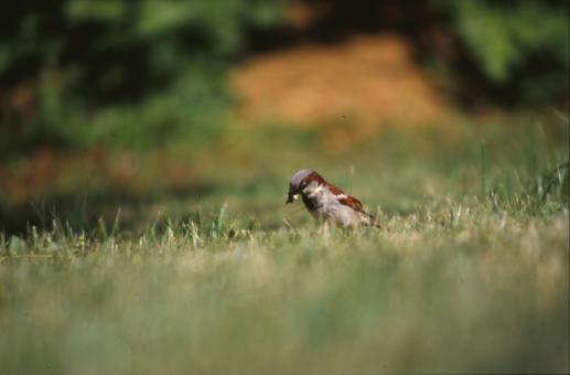 Free Stock Photo of Bird