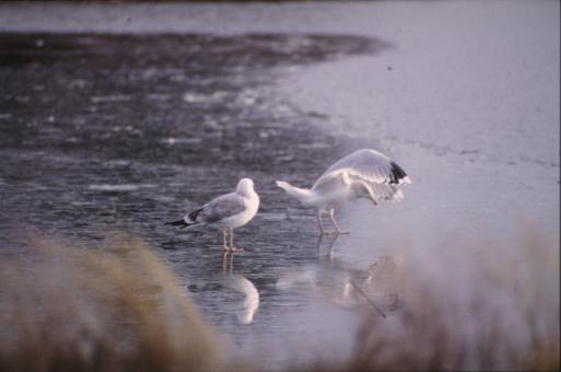 Free Stock Photo of Seagulls by the water